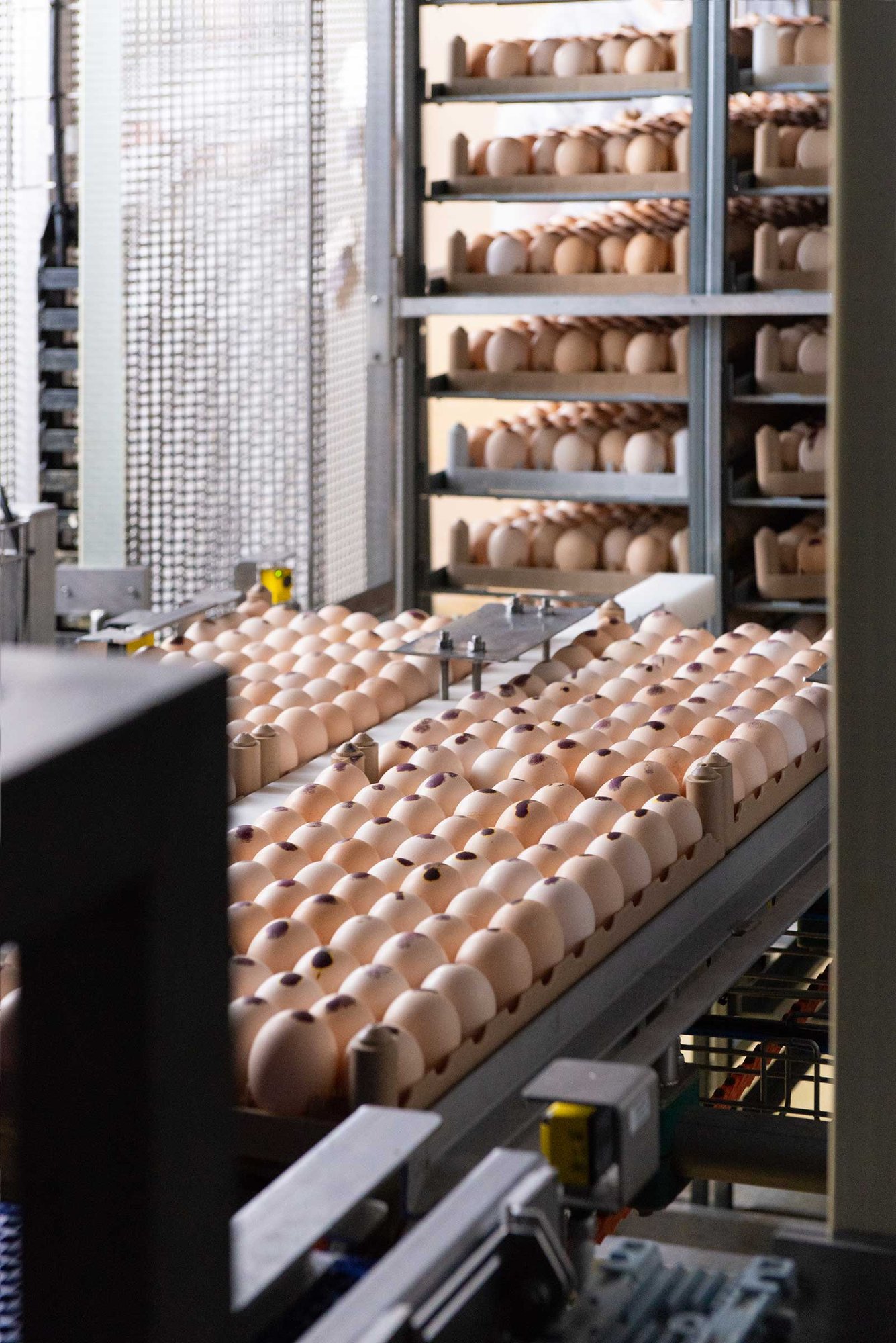 Amadori2022_Fase-elaborazione_trasformazione_5473