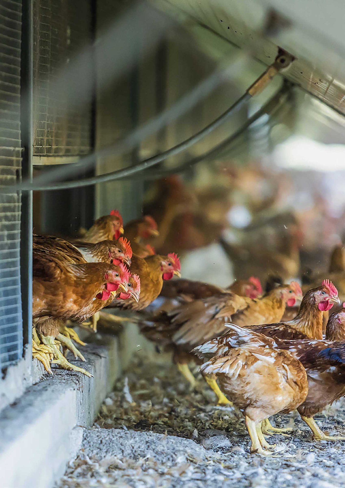 Amadori_Report_Sostenibilità_2021-40