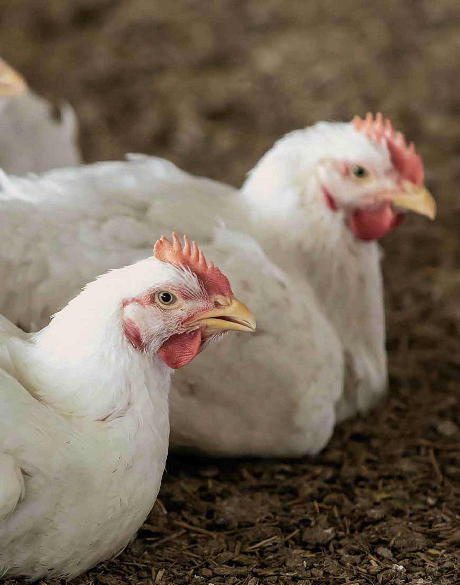 Amadori_Report_Sostenibilità_2022-26