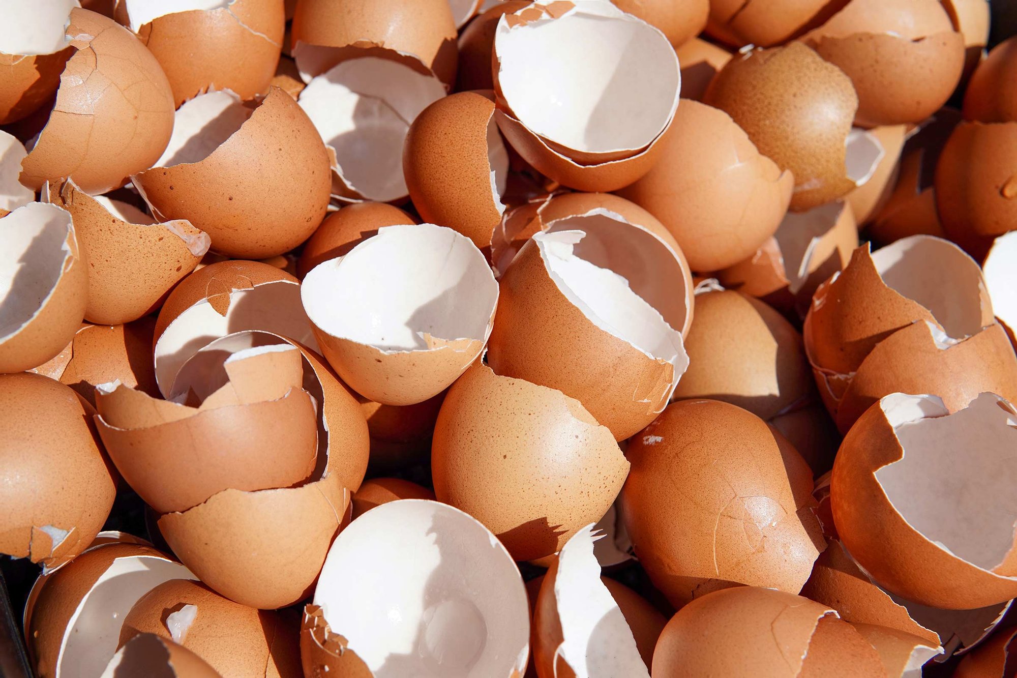 shutterstock_2330010719