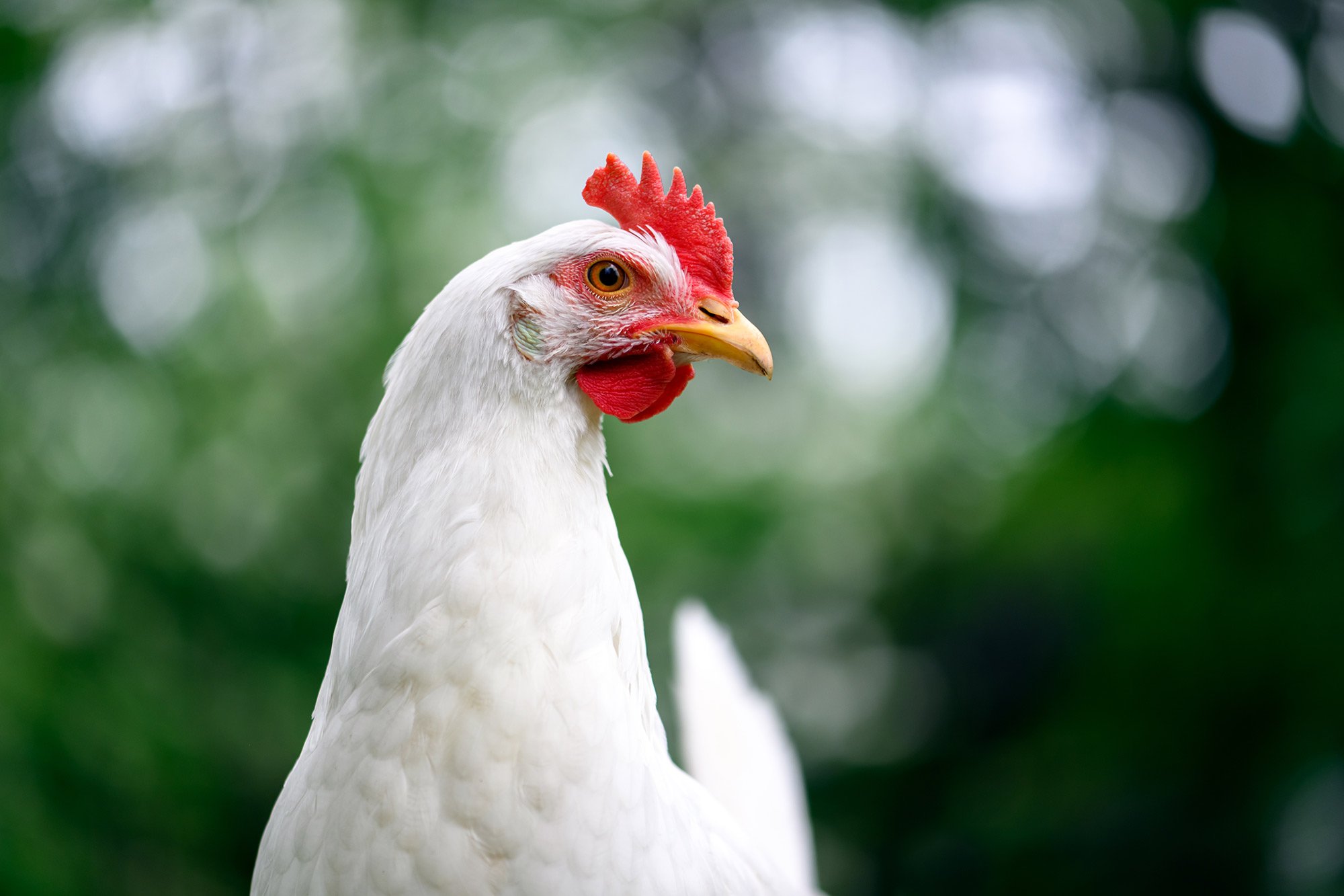 shutterstock_2591454465