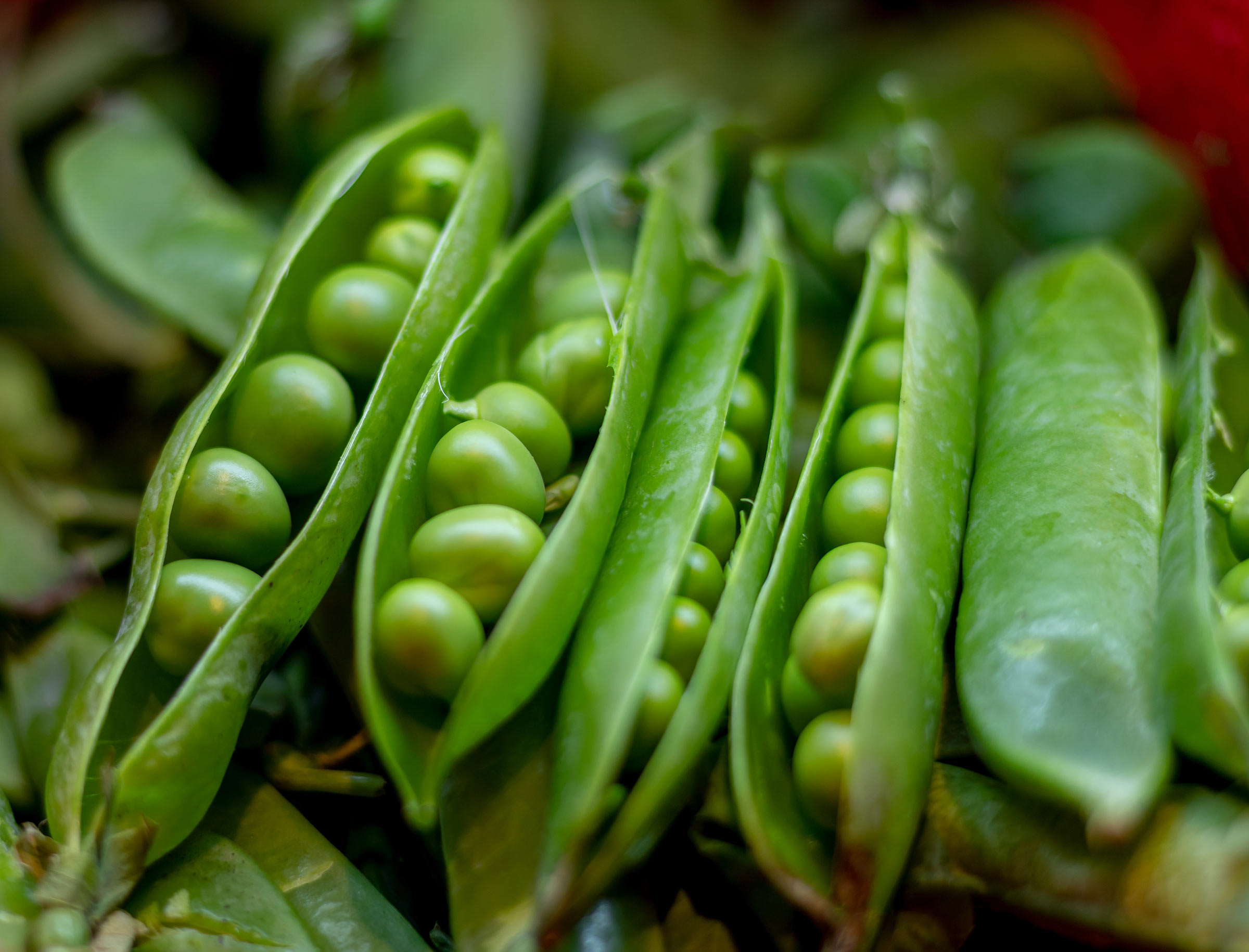 shutterstock_2538712559